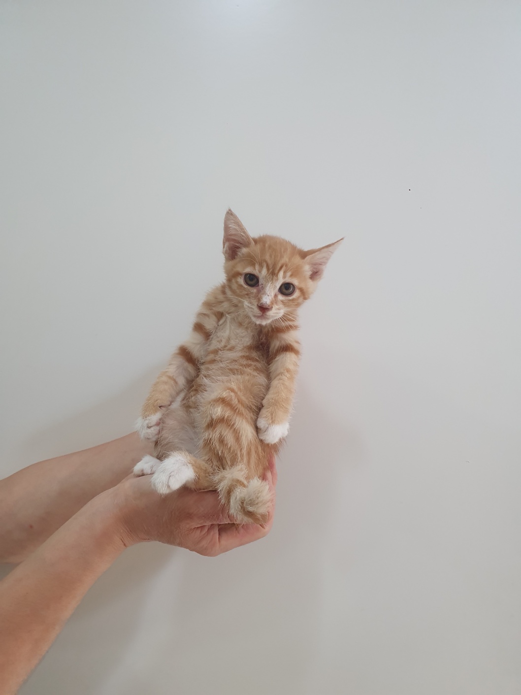 제니스동물병원_427346202501163